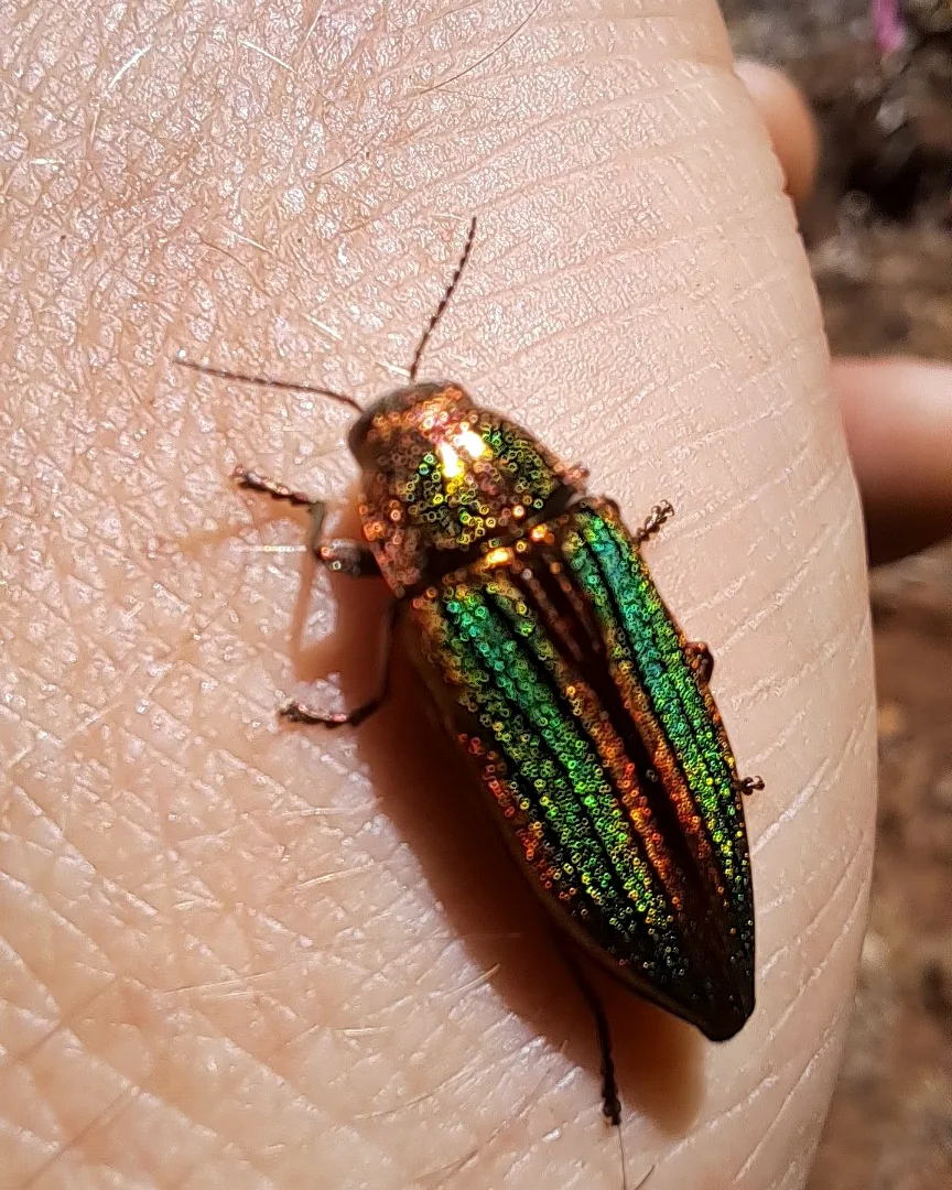 Iridescent green and copper beetle resting on a hand.