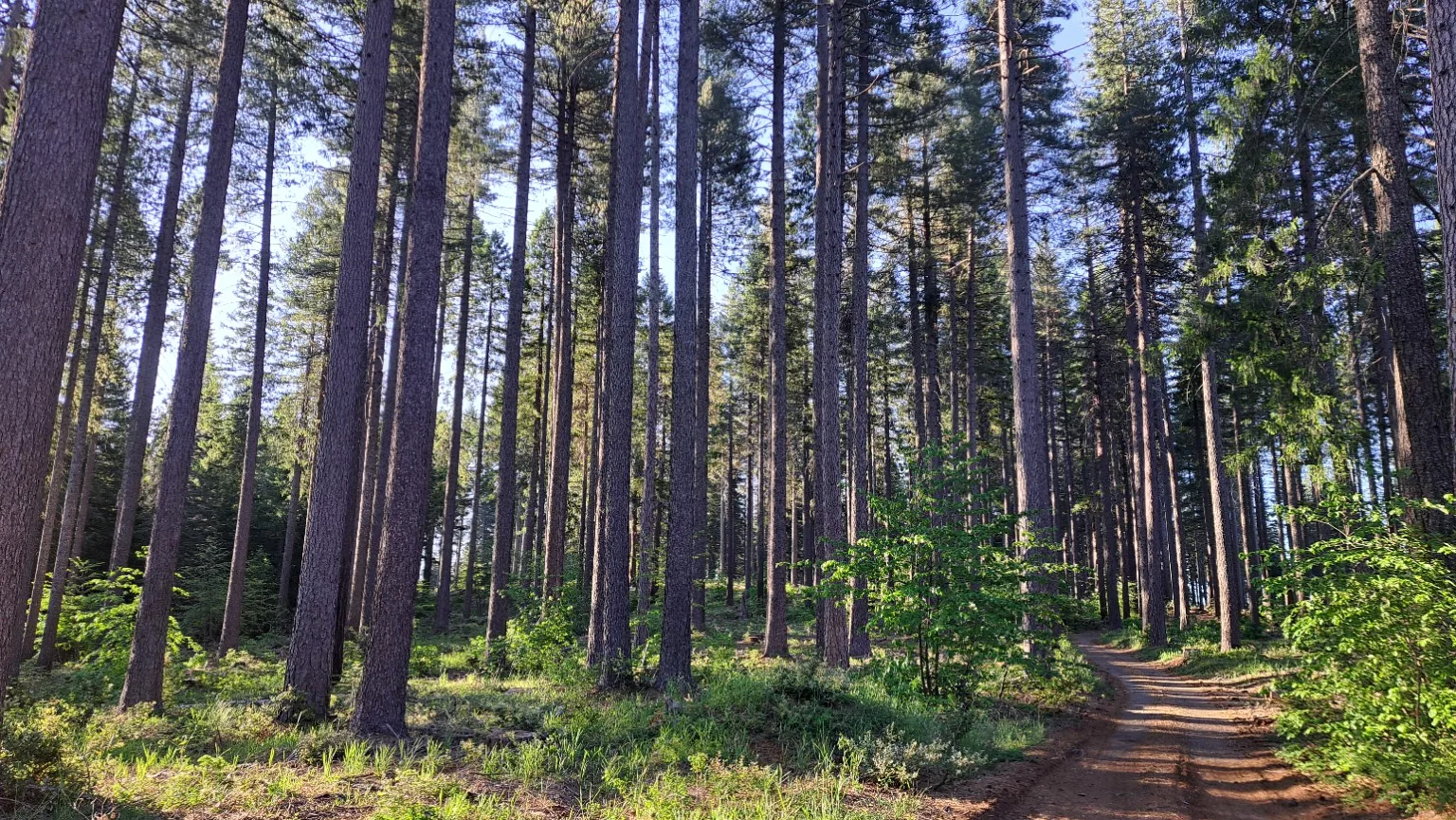A forest road curving through a managed stand in morning light.