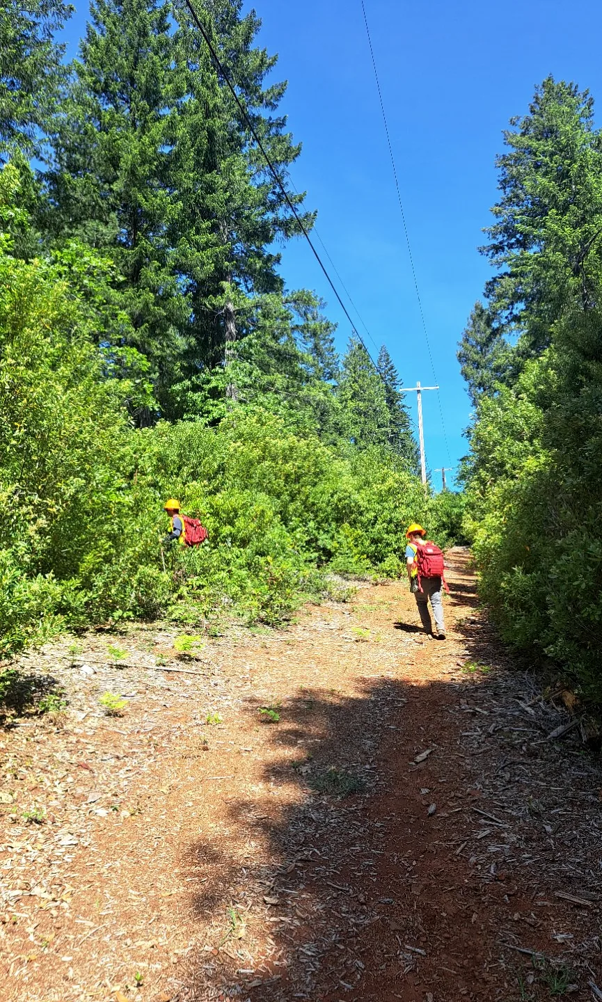 Two field workers walking beneath utility lines along an overgrown forest road.