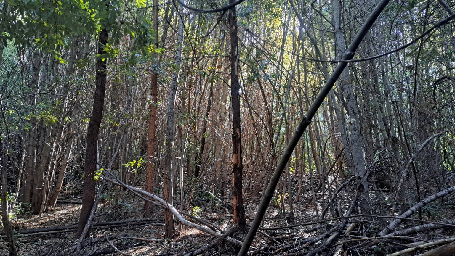 Dense brush and thin tree trunks in a forest plot.