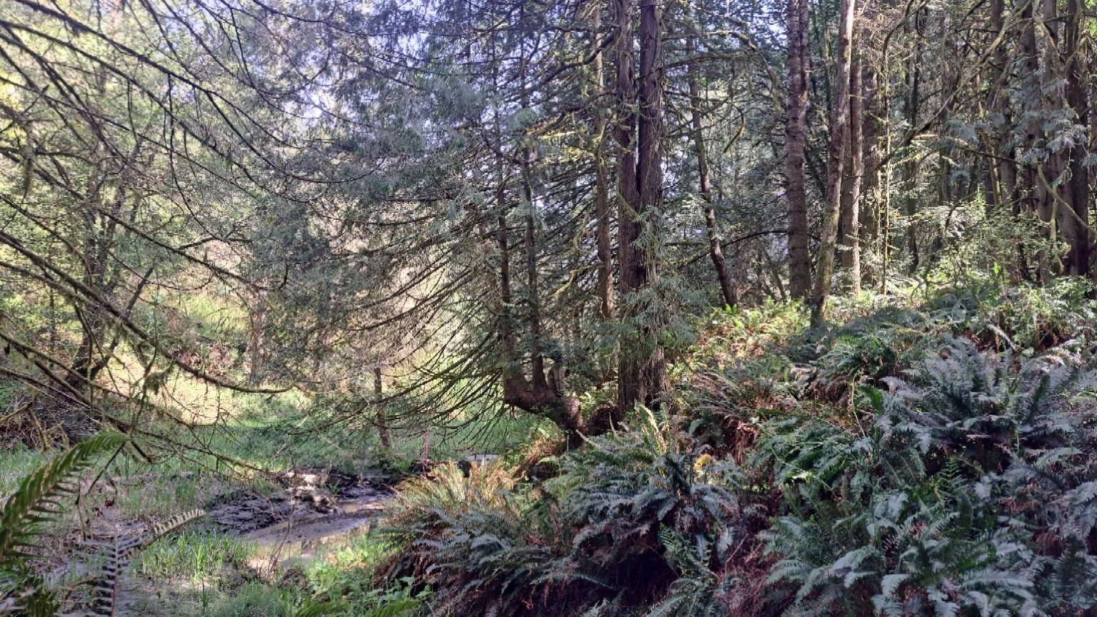 A shaded forest creek running through ferns and wet timber.